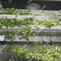 Máquina de escalão de água vegetal automática